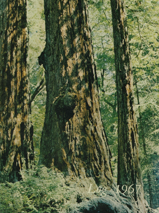 Redwood High School (Larkspur, CA) 1967 yearbook cover