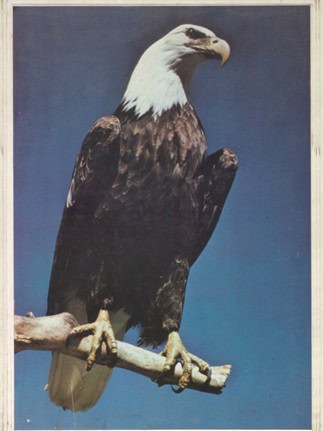 eisenhower high school yearbook cover 1975